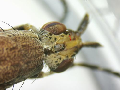 Euthycera cribrata